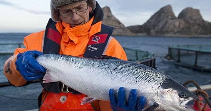 I prodotti biologici norvegesi e islandesi possono essere di nuovo importati nella UE