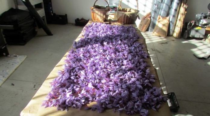 Dal carcere di Trento arriva lo zafferano bio per aromatizzare una birra