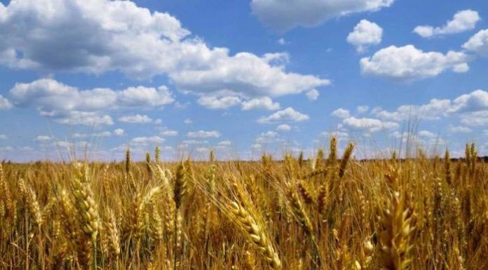 “Federbio Integrity Platform”: un sistema per prevenire le frodi nel bio