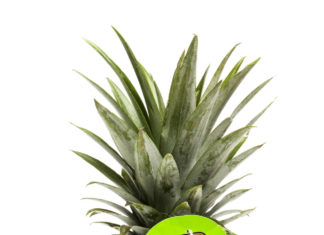 Ananas Bio