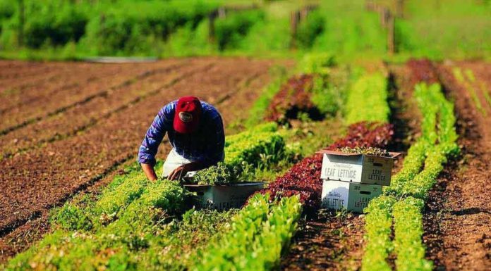 Rivedere l’accordo sulla riforma del Regolamento europeo sull’agricoltura biologica