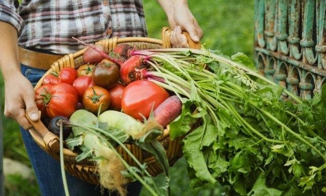 Pomodori in conserva: origine italiana e etica nella produzione