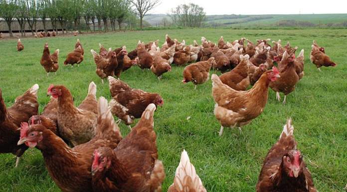 USA. Benessere animale in zootecnia bio? Rimandato!