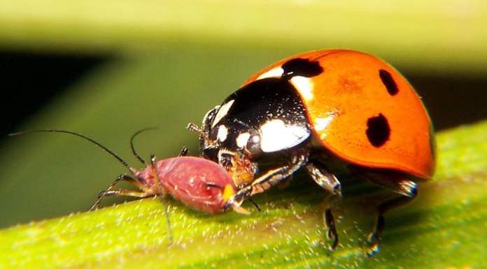 Riscaldamento globale: aumentano di più i parassiti nell’agricoltura convenzionale, meno nel biologico