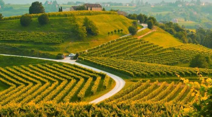 Il progetto per un biodistretto del Prosecco Docg
