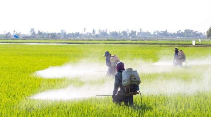 #ipesticididentrodinoi