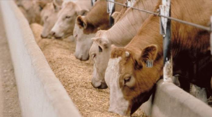 L’agricoltura biologica può sfamare il mondo? Si, però…