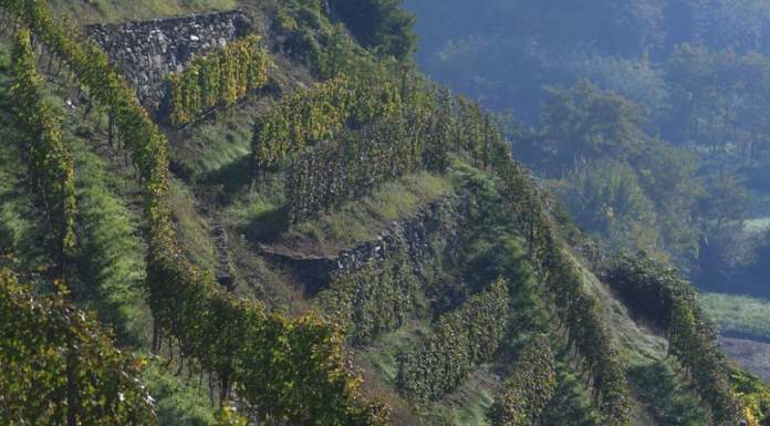 Una storia di buon vino, muretti a secco e studenti