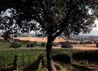 Morellino di Scansano