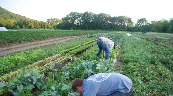 Approvato il decreto sui controlli in materia di produzione agricola e agroalimentare biologica