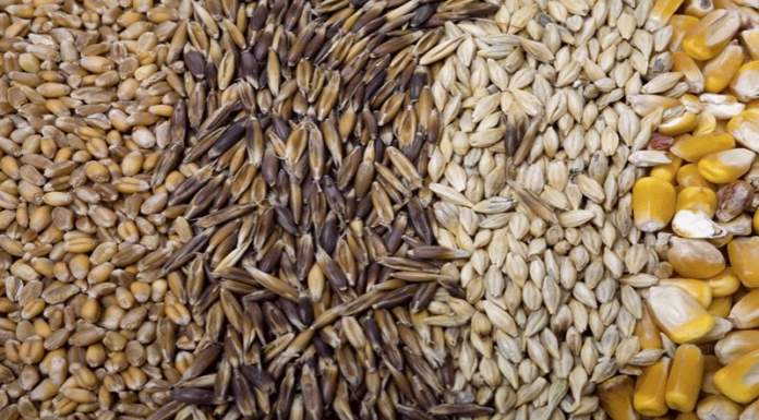 E’ necessario un piano sementiero nazionale per il biologico