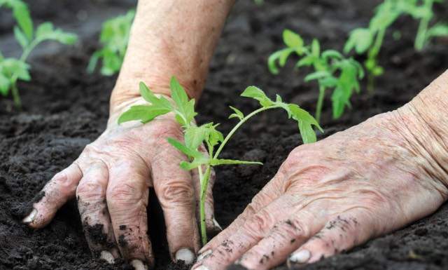 FederBio segnala al Presidente Mattarella: la Senatrice a vita Cattaneo delegittima l’agricoltura biologica