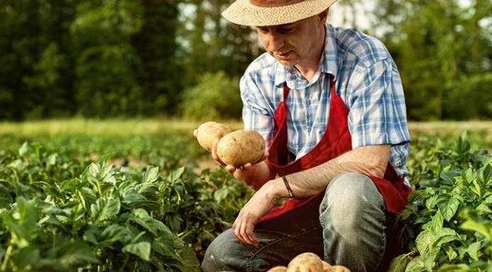 Agricoltura biologica: ideologia o buona pratica?