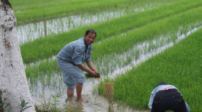 Esportare bio in Cina? Ecco come