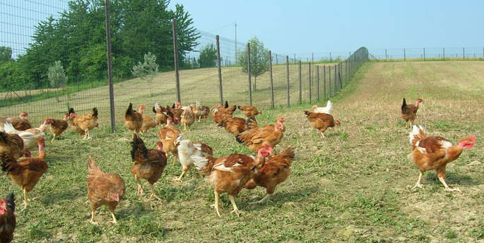 “Fish & Chicken – I ricercatori del CREA raccontano il pesce ed il pollo biologici”