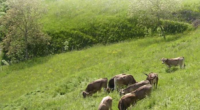 Regolamentare in modo più rigoroso l’uso dei pesticidi e coordinare la costruzione di un Biodistretto del bellunese