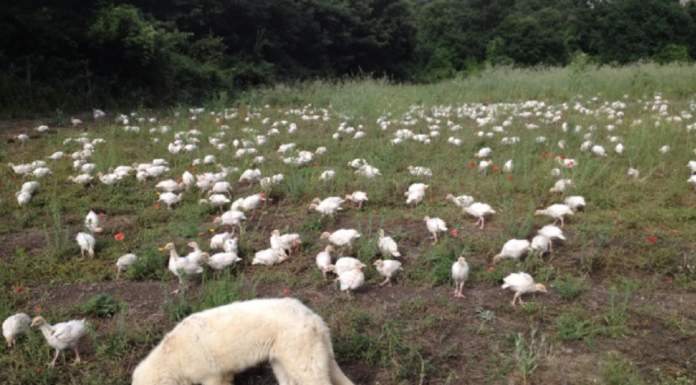 Un progetto per una filiera del pollo biologico più sostenibile e più adatta alle esigenze del mercato