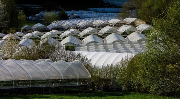 “GreenResilient”, un progetto di ricerca che si propone di rendere più sostenibile il biologico in serra
