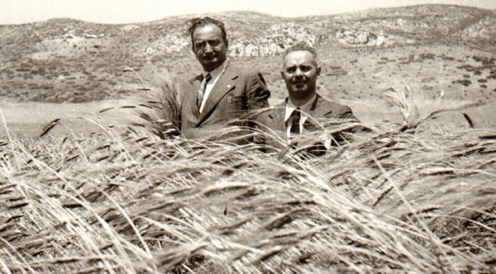 Alla scoperta delle molteplici qualità dei grani antichi