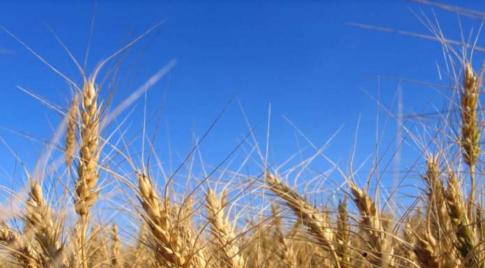 Alla ricerca della varietà di grano giusta per il bio e per il territorio in cui è coltivato