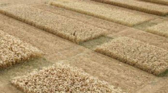 Le nuove tecniche di ingegneria genetica debbono essere regolamentate come OGM