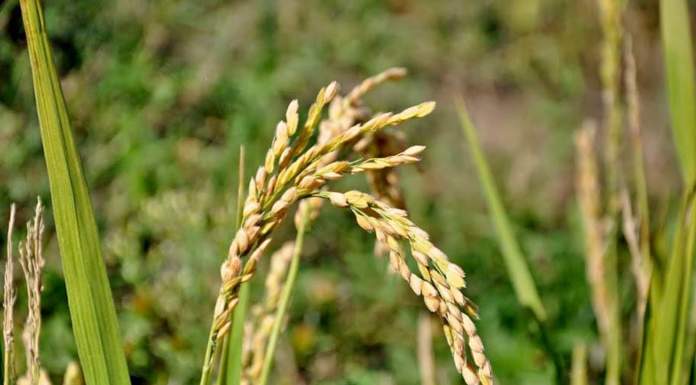 Il riso biologico a breve sarà finalmente tracciabile