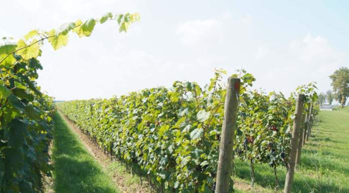 Veneto: aziende agricole all’avanguardia del biologico italiano?