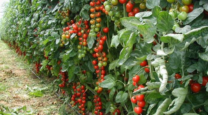 Ottimizzare i raccolti nelle produzioni vegetali biologiche