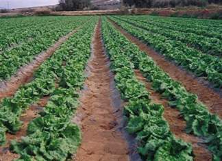 FederBio esprime fiducia e piena disponibilità alla collaborazione con il Sottosegretario Manzato