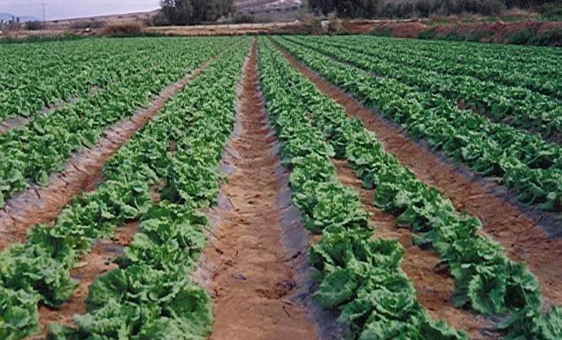 FederBio esprime fiducia e piena disponibilità alla collaborazione con il Sottosegretario Manzato