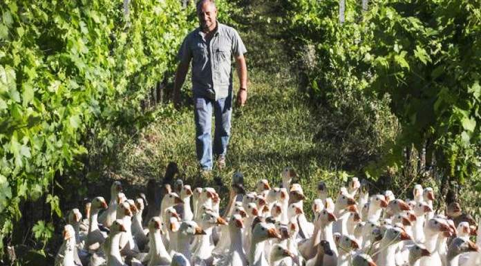 Le oche e i pipistrelli che aiutano gli agricoltori biologici