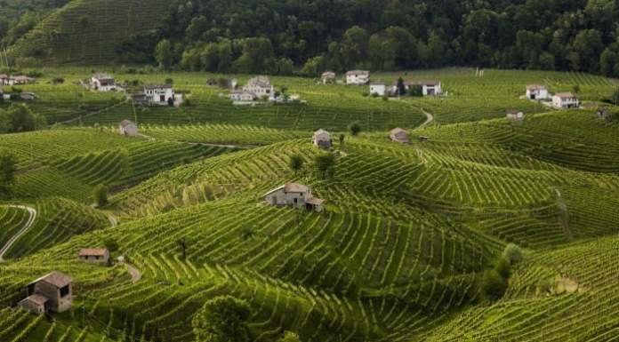 Prosecco, nasce il Consorzio #Bio