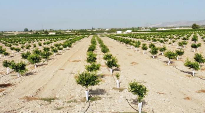 Coltivare i frutteti con il metodo biologico migliora la qualità dei suoli