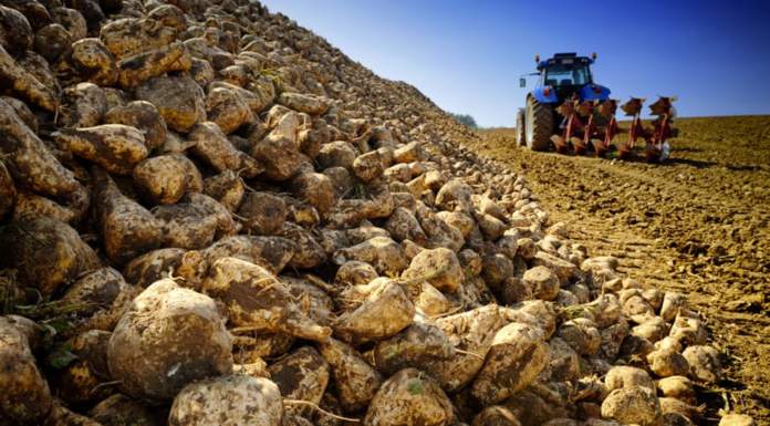 E’ in arrivo lo zucchero biologico al 100% italiano