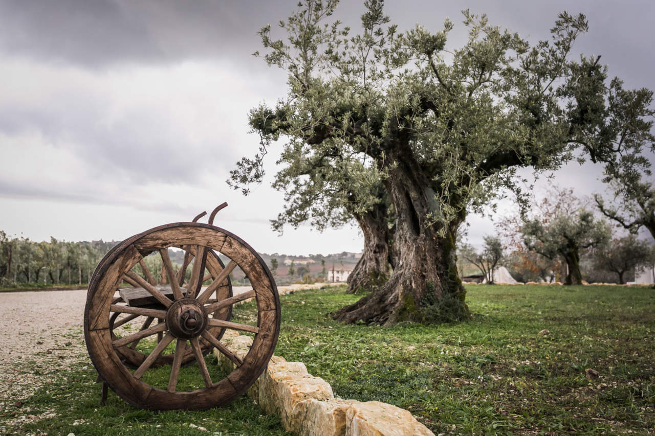Frantoi Aperti in Umbria