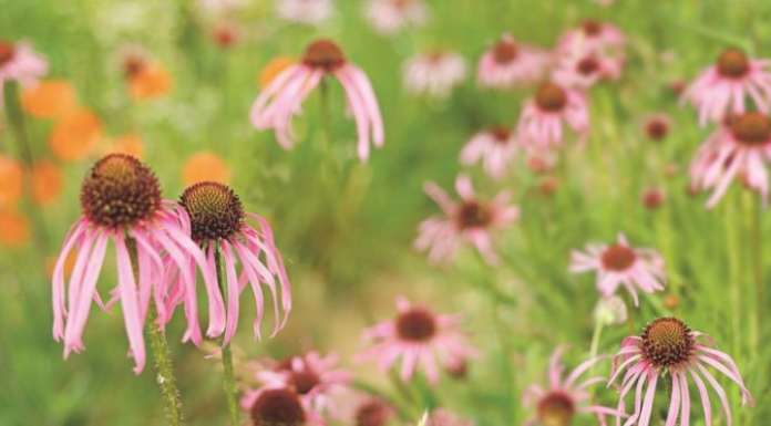Salute, agricoltura biologica, ambiente