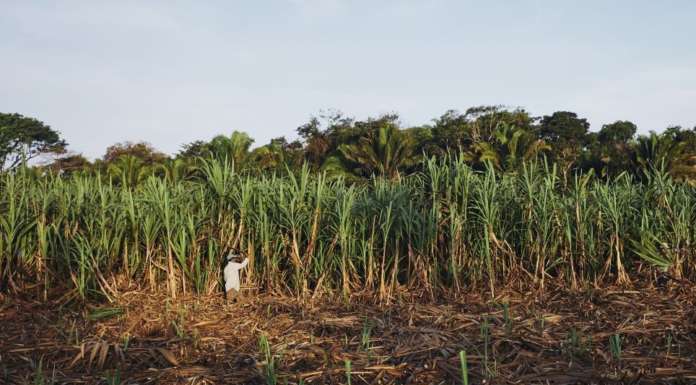 Dalle foreste del Belize arriva il rum biologico
