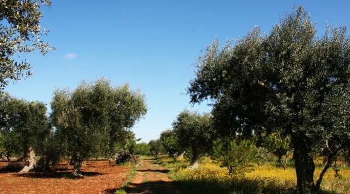 Crowdfunding per una cooperativa agricola biologica in Provincia di Bari
