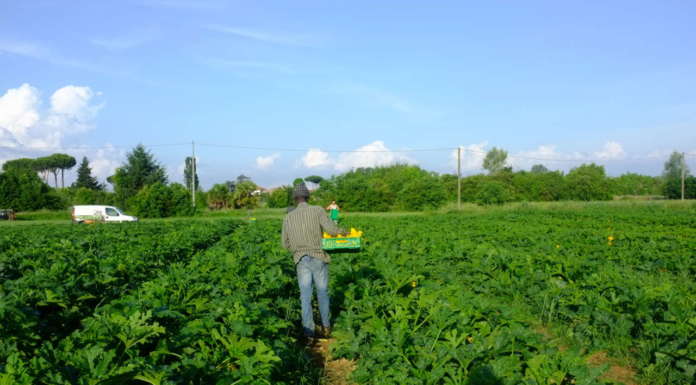 Pubblicata la mappa aggiornata delle imprese biologiche italiane