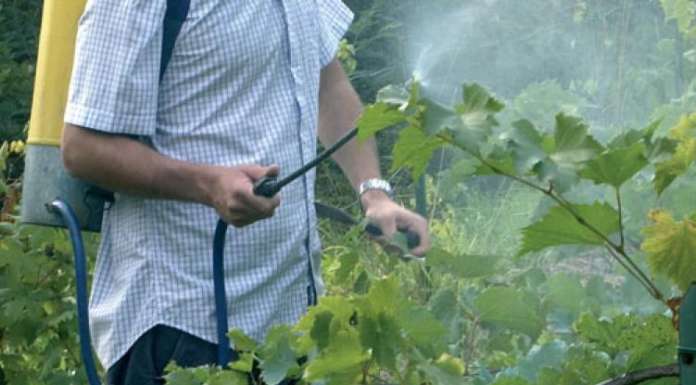 Chi dice la verità sull’agricoltura biologica?