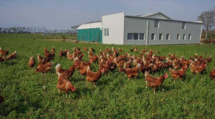 Piccole e medie imprese per un’Europea più bio