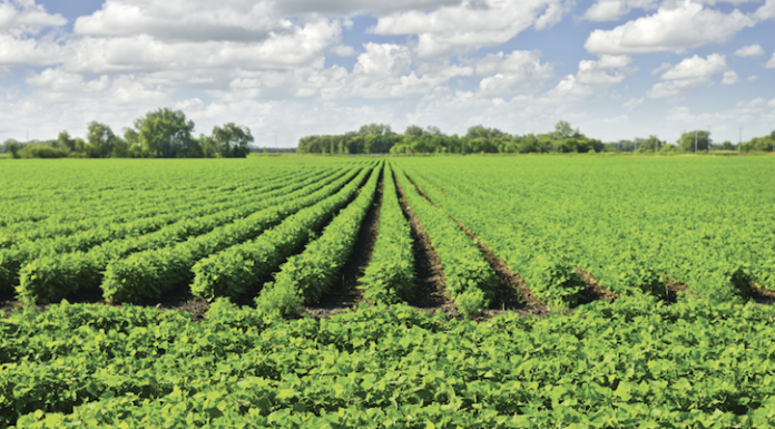 Legge sul Bio: “Gravissima soppressione articolo 18 su divieto OGM”