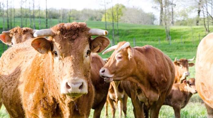 Un’altra iniziativa contro il Disegno di legge sull’agricoltura biologica approvato dalla Camera