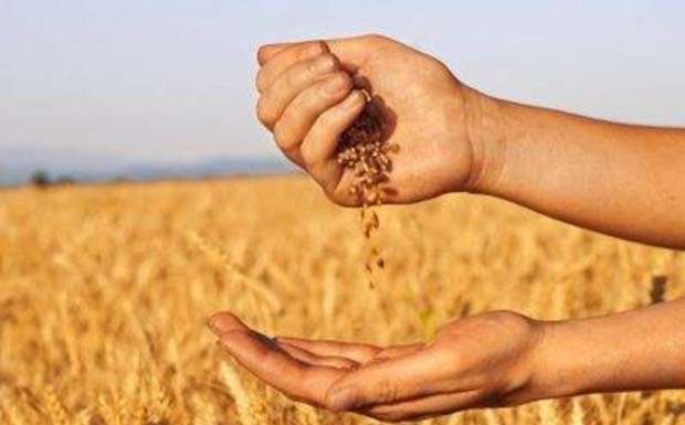 La Banca Dati Sementi Biologiche