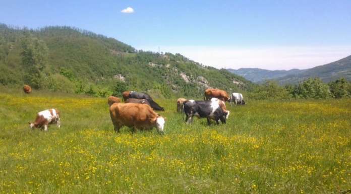 Cosa dicono i numeri (europei e italiani) del biologico?