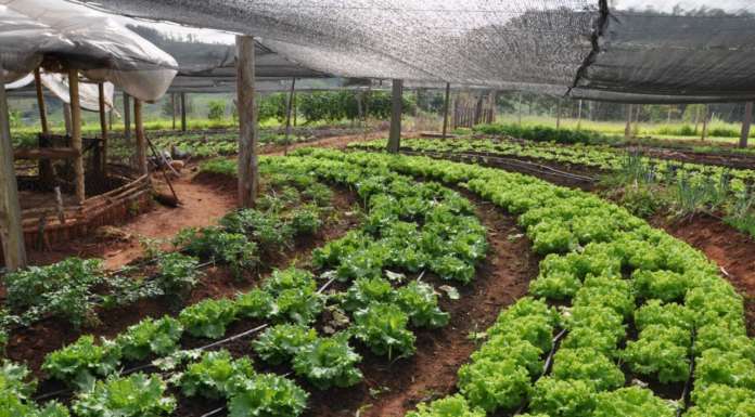 Per un’agricoltura libera da pesticidi