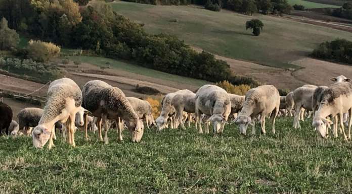 “Il bio spinge l’innovazione e aiuta a frenare il caos climatico”