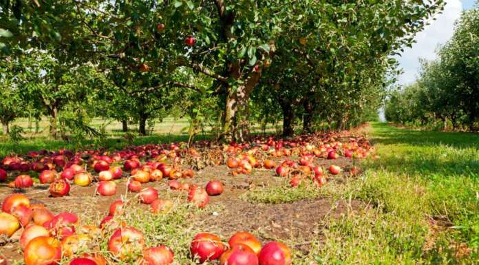 Combattere lo spreco alimentare per contenere la pressione sull’ambiente