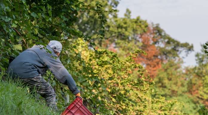 A che punto è il progetto di Biodistretto del Prosecco superiore