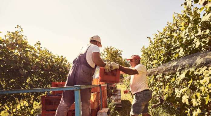Le cantine Ceretto concludono il percorso di conversione al biologico presentando cinque cru di Barolo del 2015